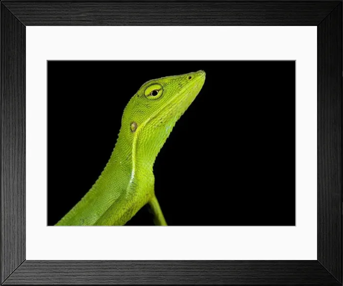 Framed Print : Vietnamese forest lizard (Bronchocela vietnamensis) Framed Print : Vietnamese forest lizard (Bronchocela vietnamensis)