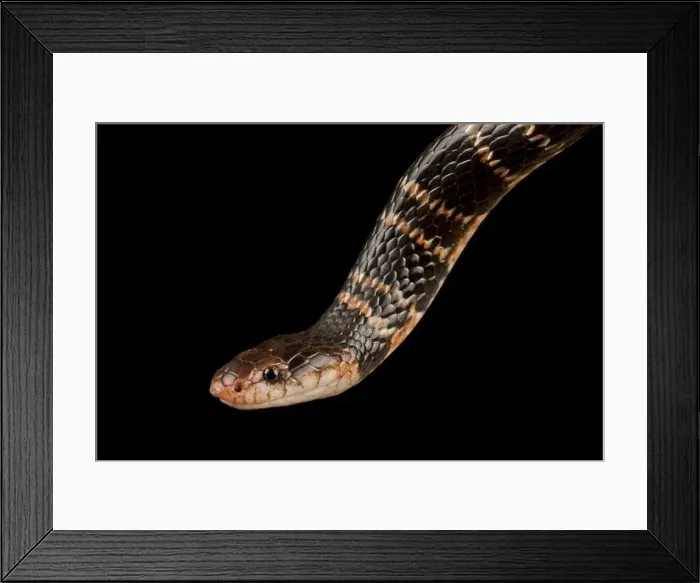 Framed Print : Sundevalls garter snake (Elapsoidea sundevalli sundevalli) Framed Print : Sundevalls garter snake (Elapsoidea sundevalli sundevalli)