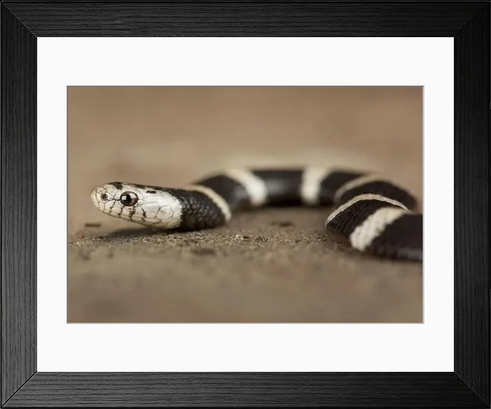 Framed Print : Boulengers garter snake (Elapsoidea boulengeri) Framed Print : Boulengers garter snake (Elapsoidea boulengeri)