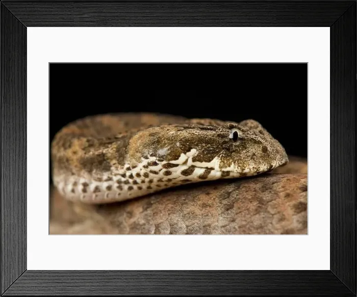 Framed Print : Death adder (Acanthophis antarticus) Framed Print : Death adder (Acanthophis antarticus)