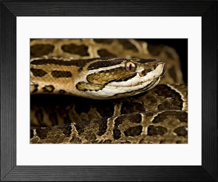 Framed Print : Crossed pitviper (Bothrops alternatus)