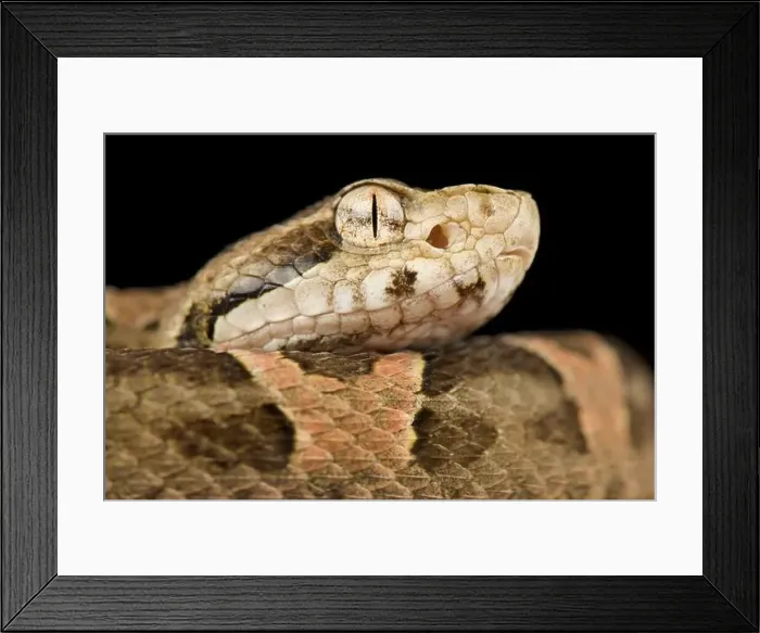 Framed Print : Chaco lance head (Bothropoides diporus) Framed Print : Chaco lance head (Bothropoides diporus)