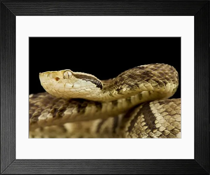 Framed Print : Jararaca (Bothrops jararaca) Framed Print : Jararaca (Bothrops jararaca)