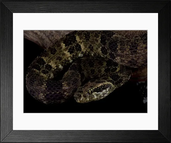 Framed Print : Speckled forest pitviper (Bothrops taeniatus) Framed Print : Speckled forest pitviper (Bothrops taeniatus)