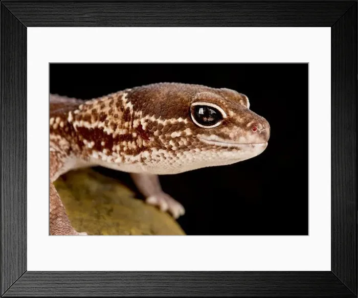 Framed Print : African fat-tailed gecko (Hemitheconyx caudicinctus) Framed Print : African fat-tailed gecko (Hemitheconyx caudicinctus)