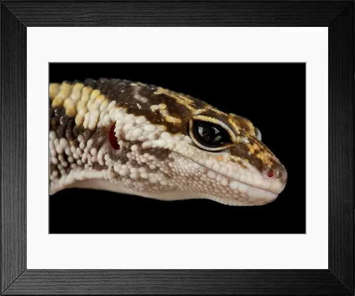 Framed Print : East Indian leopard gecko (Eublepharis hardwickii) Framed Print : East Indian leopard gecko (Eublepharis hardwickii)