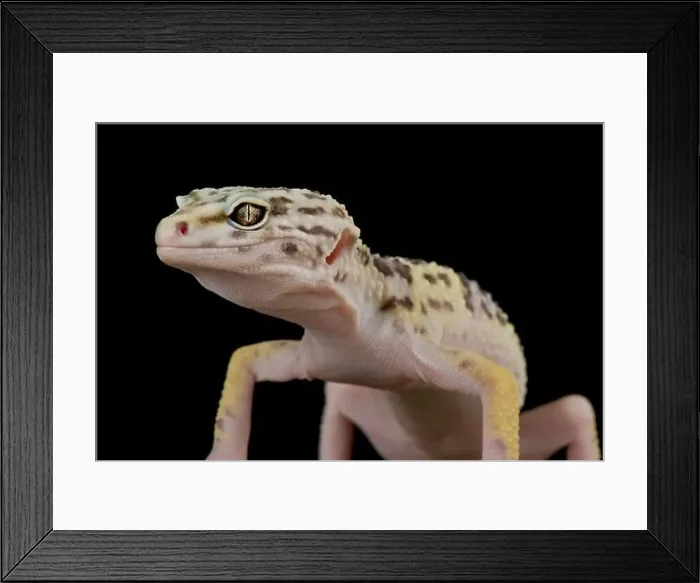 Framed Print : Iranian leopard gecko (Eublepharis angramainyu) Framed Print : Iranian leopard gecko (Eublepharis angramainyu)