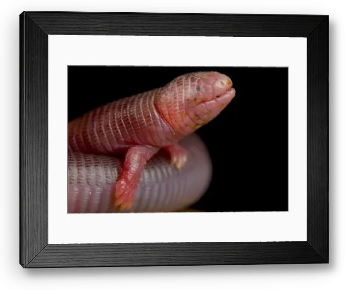 Framed Print : Four-toed worm lizard (Bipes canaliculatis) Framed Print : Four-toed worm lizard (Bipes canaliculatis)