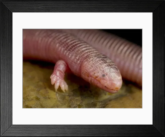 Framed Print : Four-toed worm lizard (Bipes canaliculatis) Framed Print : Four-toed worm lizard (Bipes canaliculatis)
