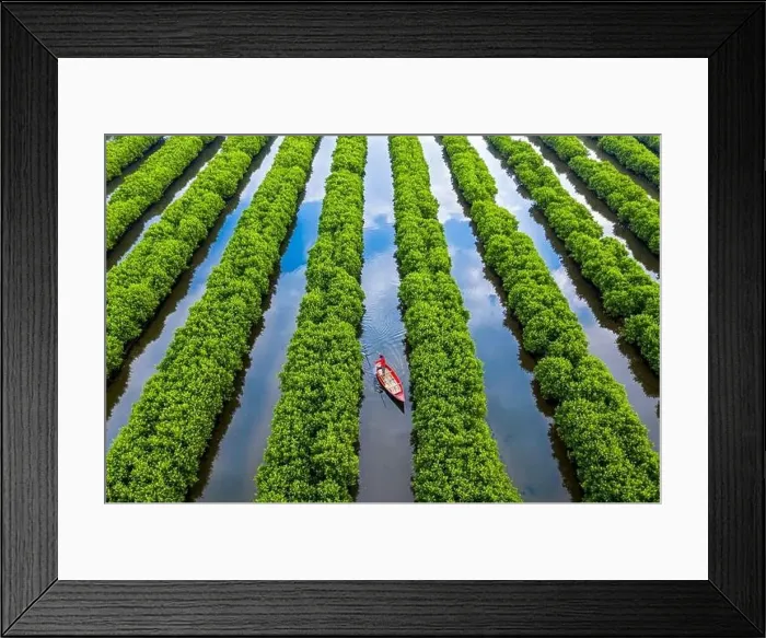 Framed Print : In the middle of mangroves forest, Quang Ngai, Vietnam, Indochina, Southeast Asia, Asia Framed Print : In the middle of mangroves forest, Quang Ngai, Vietnam, Indochina, Southeast Asia, Asia