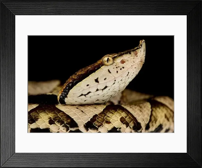 Framed Print : Sharp-nosed viper (Deinagkistrodon acutus) Framed Print : Sharp-nosed viper (Deinagkistrodon acutus)
