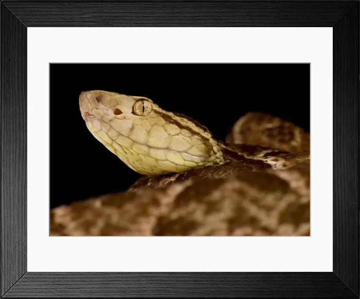 Framed Print : Fer-de-Lance (Bothrops asper) Framed Print : Fer-de-Lance (Bothrops asper)