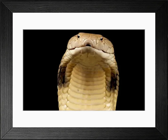 Framed Print : King cobra (Ophiophagus hannah) Framed Print : King cobra (Ophiophagus hannah)