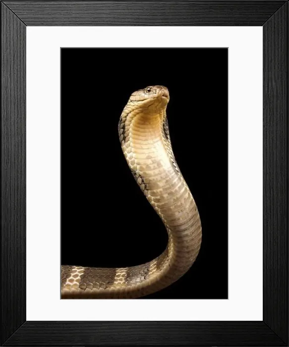 Framed Print : King cobra (Ophiophagus hannah) Framed Print : King cobra (Ophiophagus hannah)