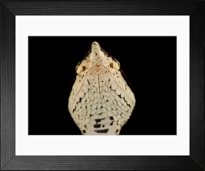 Framed Print : Hundred-pace viper (Deinagkistrodon acutus) Framed Print : Hundred-pace viper (Deinagkistrodon acutus)