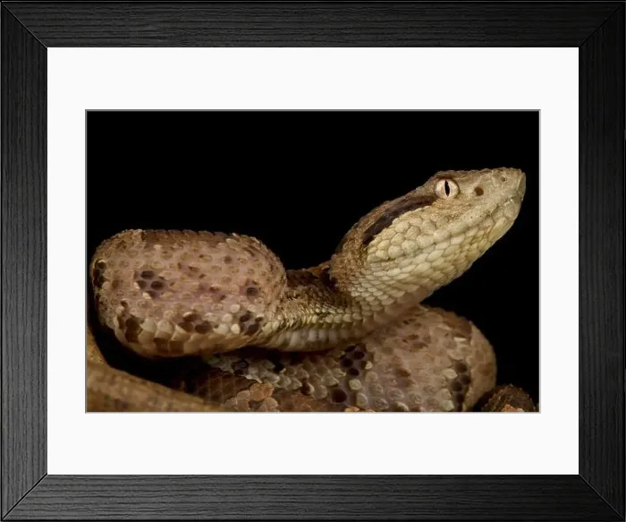 Framed Print : Central American jumping viper (Atropoides mexicanus) Framed Print : Central American jumping viper (Atropoides mexicanus)
