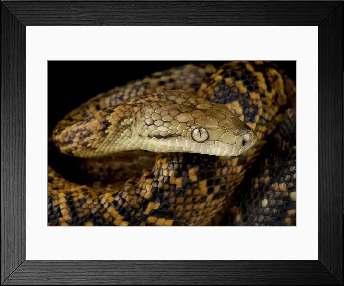Framed Print : Jamacain boa (Chilabothrus subflavus) Framed Print : Jamacain boa (Chilabothrus subflavus)