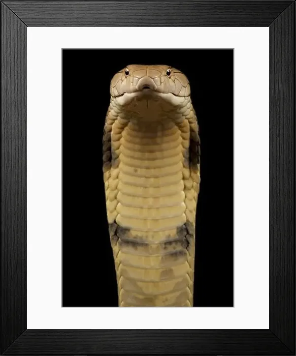 Framed Print : King cobra (Ophiophagus hannah) Framed Print : King cobra (Ophiophagus hannah)