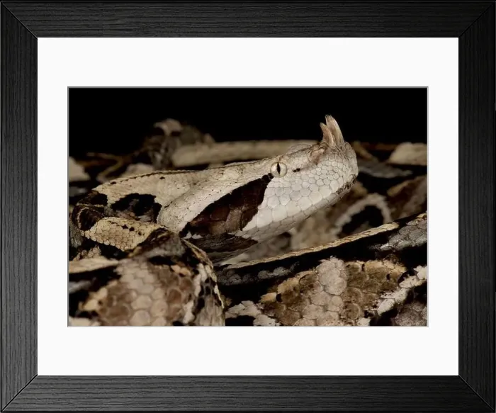 Framed Print : West African Gaboon viper (Bitis rhinoceros) Framed Print : West African Gaboon viper (Bitis rhinoceros)