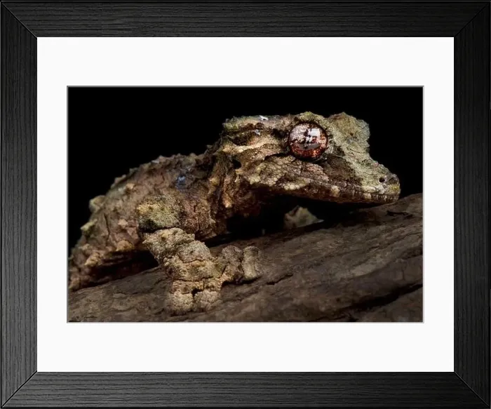 Framed Print : Cork bark leaf-tailed gecko (Uroplatus pietschmanni)