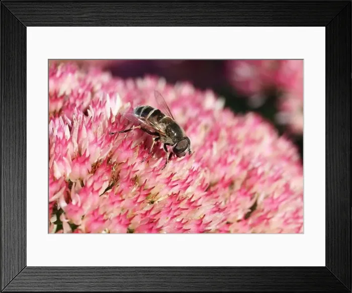 Framed Print : Yellow-shouldered Drone Fly September 18th, 2019 Sioux Falls, SD Framed Print : Yellow-shouldered Drone Fly September 18th, 2019 Sioux Falls, SD