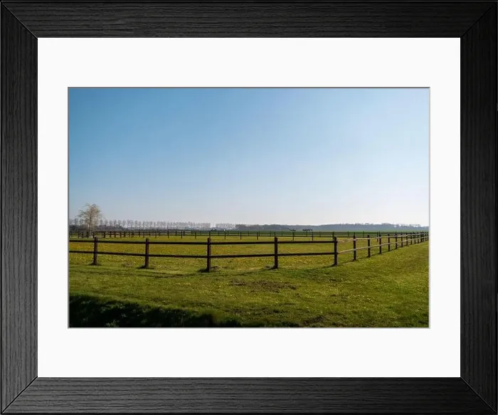 Framed Print : Wood anemone in early spring on a meadow Netherlands Noordoostpolder Framed Print : Wood anemone in early spring on a meadow Netherlands Noordoostpolder