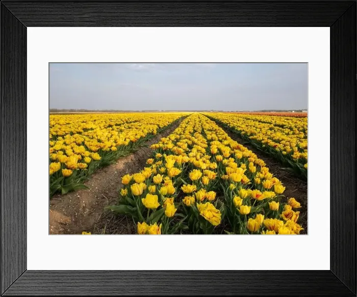 Framed Print : colorful tulip fields in the Netherlands during Spring Framed Print : colorful tulip fields in the Netherlands during Spring