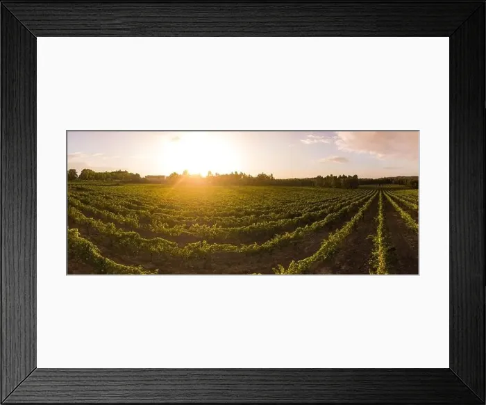 Framed Print : Aerial view of a green vineyard in Portugal at sunset Framed Print : Aerial view of a green vineyard in Portugal at sunset