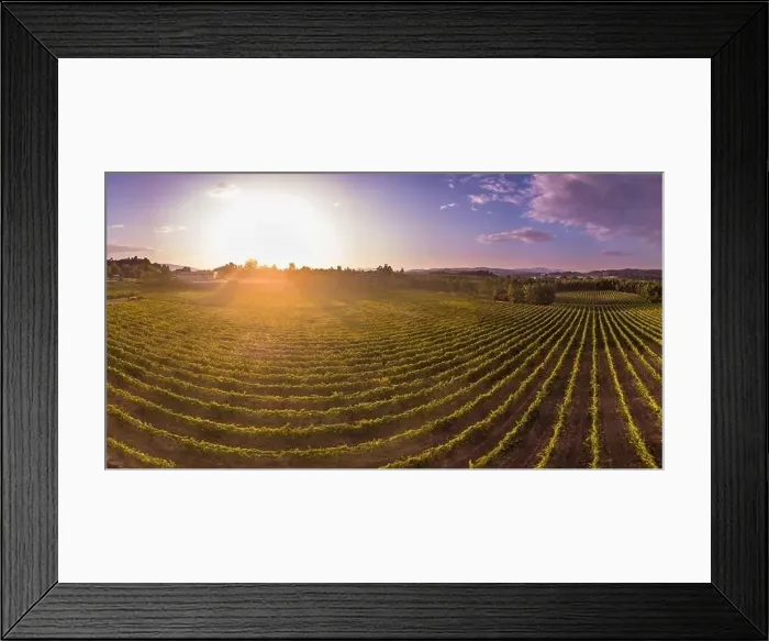 Framed Print : Aerial view of a green vineyard in Portugal at sunset Framed Print : Aerial view of a green vineyard in Portugal at sunset