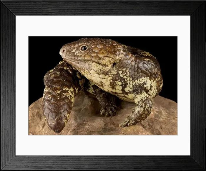 Framed Print : Northern shingleback skink (Tiliqua rugosa palarra) Framed Print : Northern shingleback skink (Tiliqua rugosa palarra)
