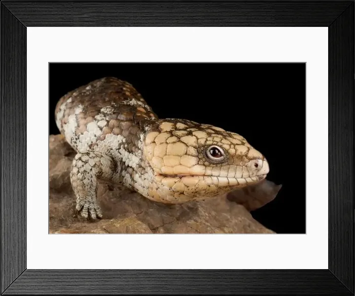 Framed Print : Western shingleback skink (Tiliqua rugosa rugosa) Framed Print : Western shingleback skink (Tiliqua rugosa rugosa)