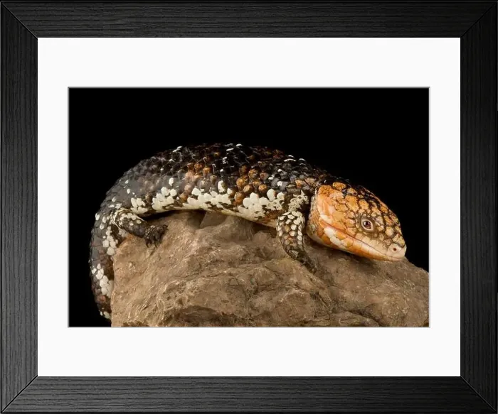 Framed Print : Eastern shingleback skink Goldfields (Tiiqua rugosa rugosa) Framed Print : Eastern shingleback skink Goldfields (Tiiqua rugosa rugosa)