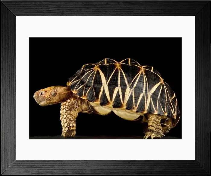 Framed Print : Burmese star tortoise (Geochelona patynota) Framed Print : Burmese star tortoise (Geochelona patynota)