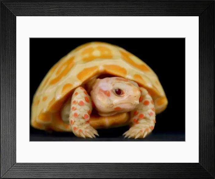 Framed Print : Albino red-footed tortoise (Chelonoidis carbonarius) Framed Print : Albino red-footed tortoise (Chelonoidis carbonarius)