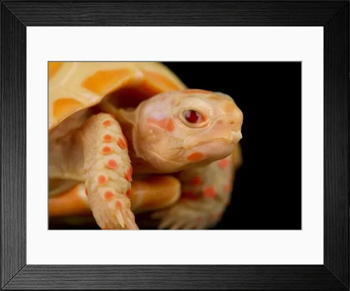Framed Print : Albino red-footed tortoise (Chelonoidis carbonarius) Framed Print : Albino red-footed tortoise (Chelonoidis carbonarius)