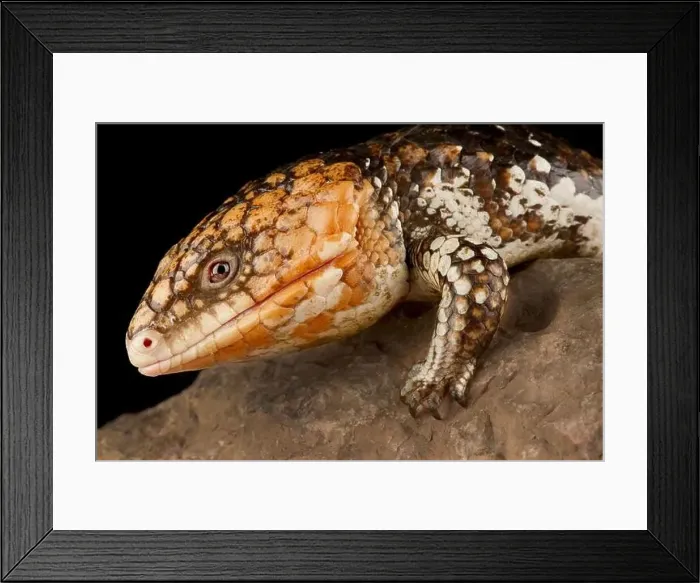 Framed Print : Eastern shingleback skink Goldfield (Tiliqua rugosa rugosa)