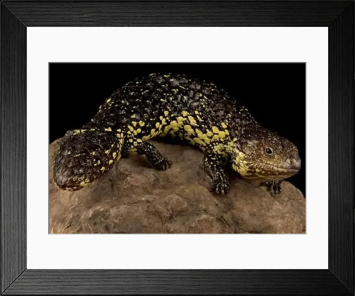 Framed Print : Eastern shingleback skink (Tiliqua rugosa asper)