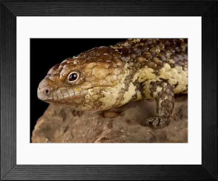 Framed Print : Northern shingleback skink (Tiliqua rugosa palarra) Framed Print : Northern shingleback skink (Tiliqua rugosa palarra)