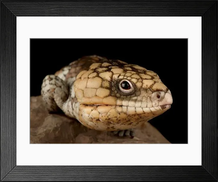 Framed Print : Eastern shingleback skink (Tiliqua rugosa rugosa) Framed Print : Eastern shingleback skink (Tiliqua rugosa rugosa)