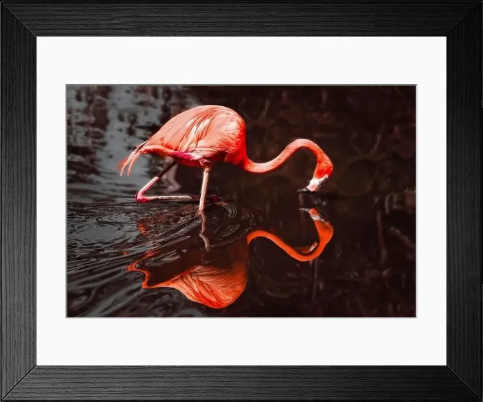 Framed Print : Beautiful Flamingo and its reflection in the water