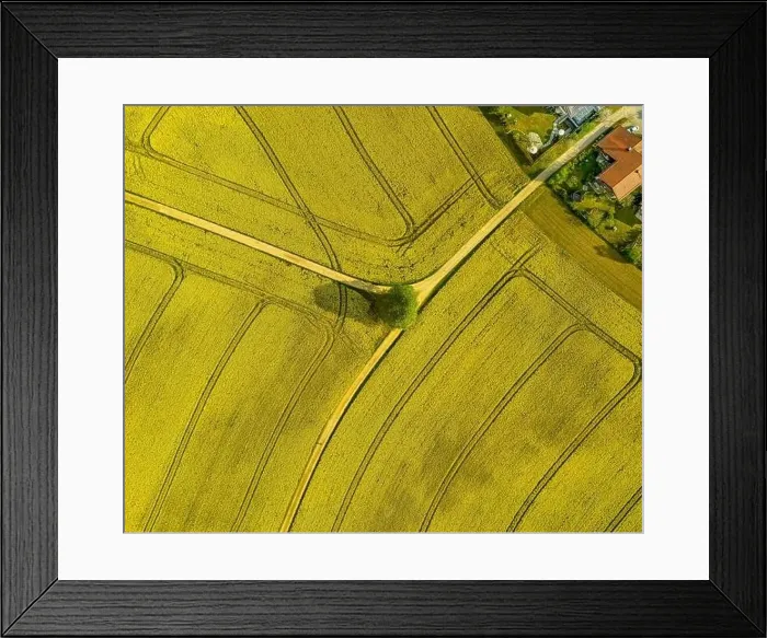 Framed Print : Spreaded roads through a rapeseed field highly droneshot from above with a single tree in the centre Framed Print : Spreaded roads through a rapeseed field highly droneshot from above with a single tree in the centre