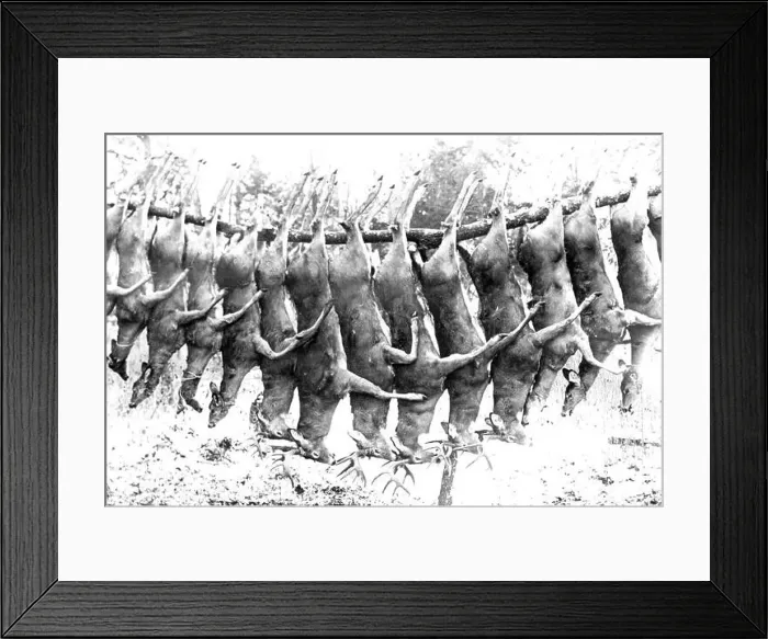 Framed Print : A string of fifteen dead Whitetail Deer hung between two trees by an unseen party of hunters in northern Wisconsin Framed Print : A string of fifteen dead Whitetail Deer hung between two trees by an unseen party of hunters in northern Wisconsin