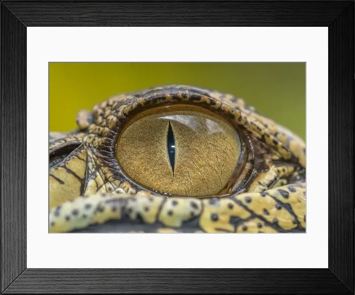 Framed Print : Close-up of a crocodile eye, Indonesia Framed Print : Close-up of a crocodile eye, Indonesia