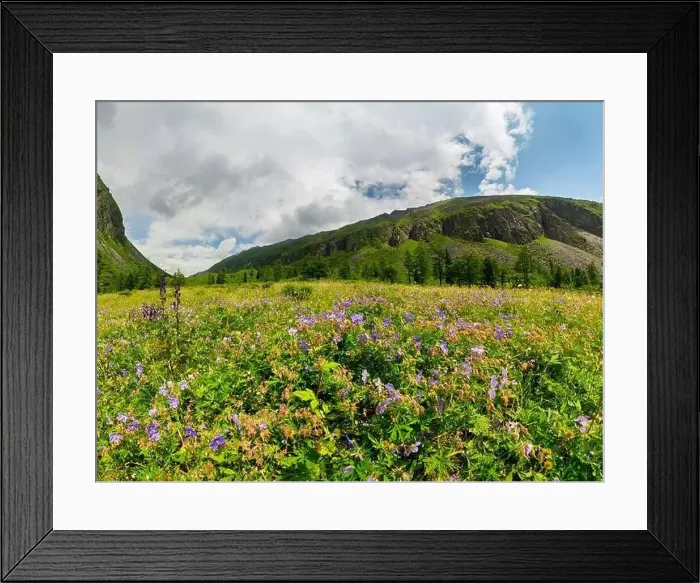 Framed Print : Fogy field of blue flover on a cloudy day. Wide panorama Framed Print : Fogy field of blue flover on a cloudy day. Wide panorama