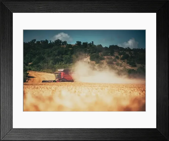 Framed Print : Combine harvester agriculture machine harvesting golden ripe wheat field Framed Print : Combine harvester agriculture machine harvesting golden ripe wheat field