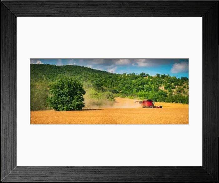 Framed Print : Combine harvester agriculture machine harvesting golden ripe wheat field Framed Print : Combine harvester agriculture machine harvesting golden ripe wheat field