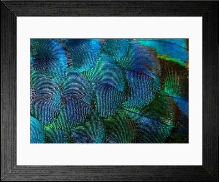 Framed Print : Close-up Peacocks, colorful details and beautiful peacock feathers.Macro photograph Framed Print : Close-up Peacocks, colorful details and beautiful peacock feathers.Macro photograph