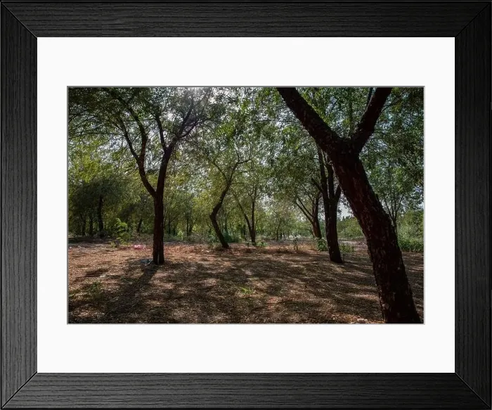 Framed Print : Green environment of large trees Framed Print : Green environment of large trees