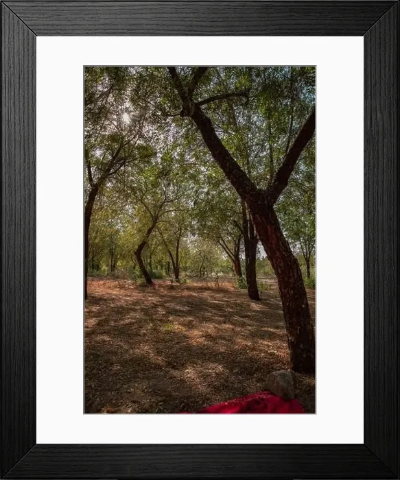 Framed Print : Green environment of large trees Framed Print : Green environment of large trees