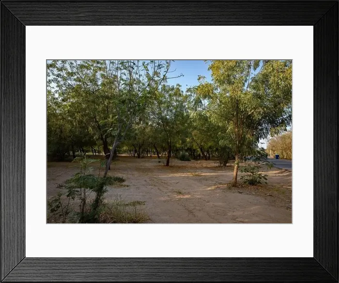 Framed Print : Green environment of large trees Framed Print : Green environment of large trees